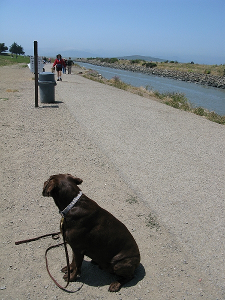 IMG_2712.JPG - Jack refusing to go any further.