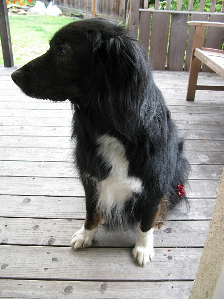 IMG_0001.JPG - Came out of the bushes with a flower stuck in his coat. Needs to work on the placement a bit.