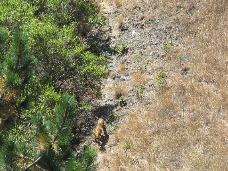 IMG_0187.JPG - One of several foxes that live at the edge of the park near the intersection of Skyline and Joaquin Miller.
