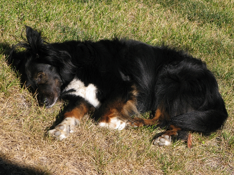 IMG_0214.JPG - Always makes me laugh when his ears pop up like that.