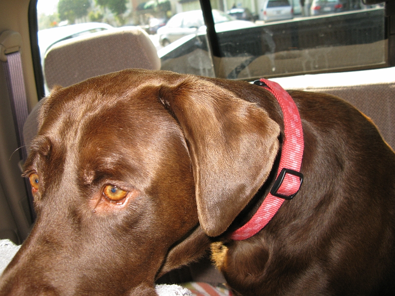 IMG_0221.JPG - Scanning all passersby.