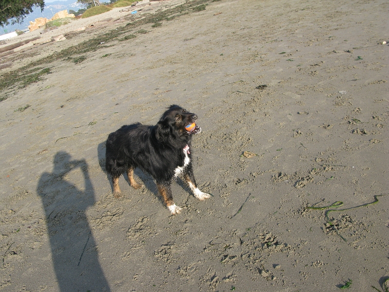 IMG_0247.JPG - Enjoying a chomp or two of Jack's fetching ball, while Jack is trying to steal some other dog's toy.