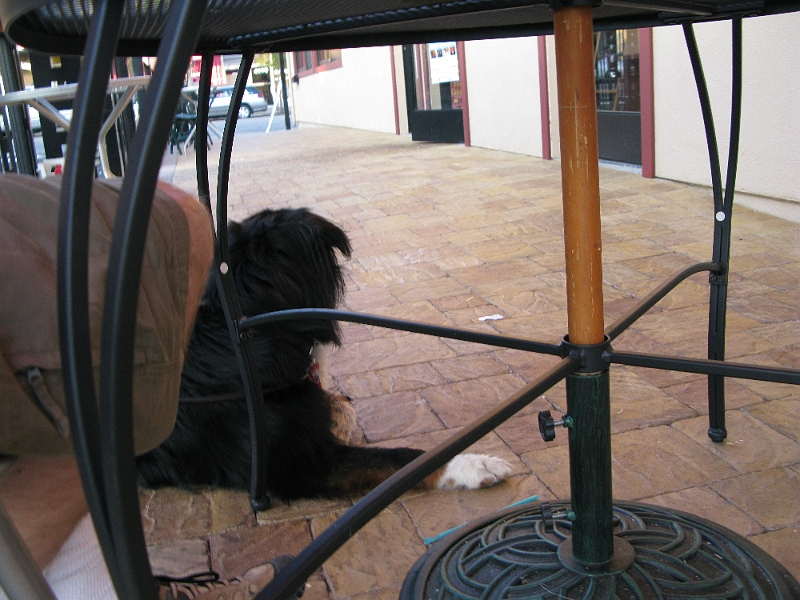 IMG_0257.JPG - Checking out the new dog friendly local place.