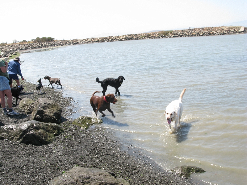 IMG_0294.JPG - Many happy dogs at high energy level. Just standing nearby subjected you to the rinse cycle about every 30 seconds.