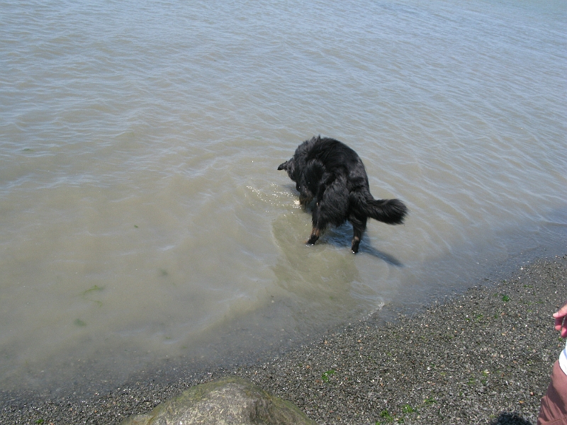 IMG_0299.JPG - He kept trying to trap the ball with his paws and was continually surprised when it just sank instead.