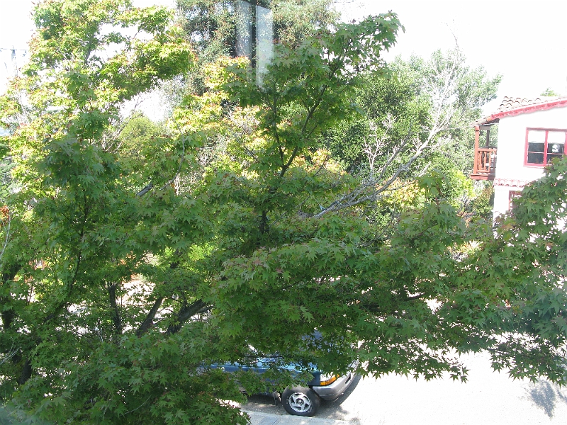 IMG_0327.JPG - Well hidden. The one branch they built the nest on is dead and I almost cut it out earlier this year. Now I may have to let it be, as these birds reuse nests.