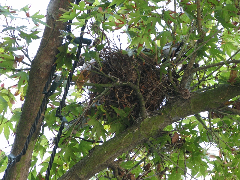 IMG_0331.JPG - Kind of a small space for two nearly full grown squabs, plus a parent.