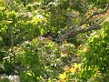IMG_0360