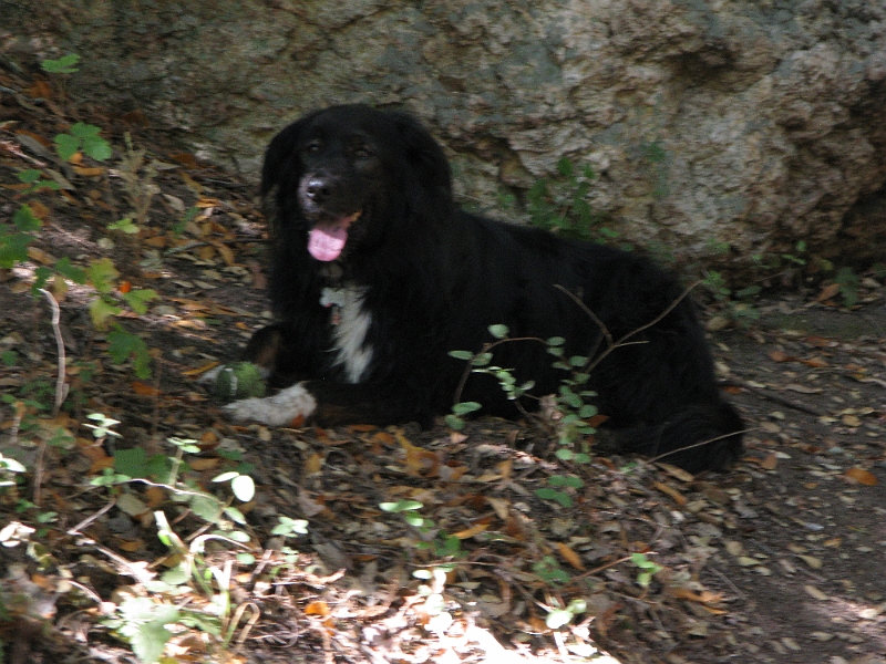 IMG_0507.JPG - A nice shady spot to peel the fuzz off a tennis ball.