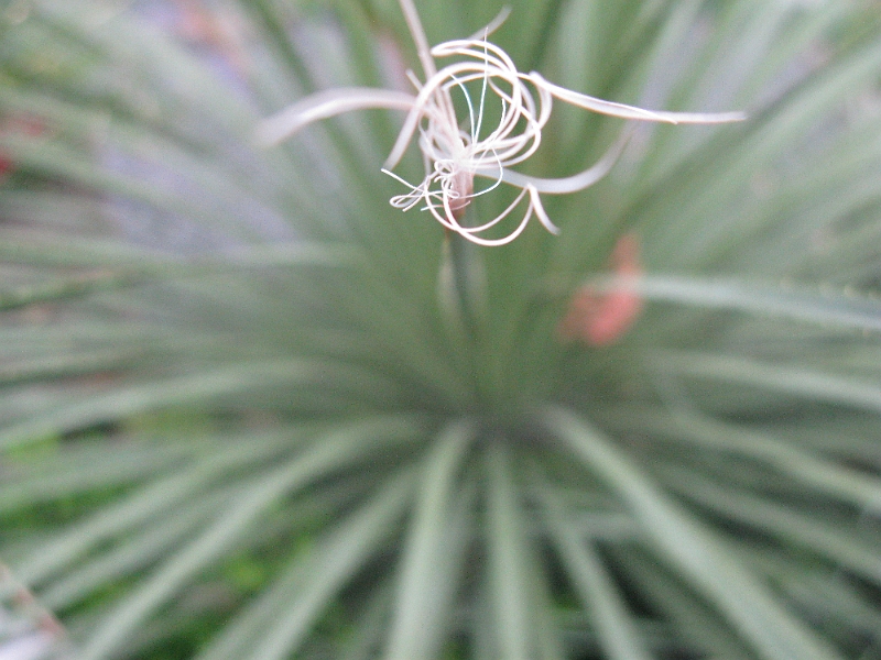 IMG_0612.JPG - Not having much luck with the macro today.