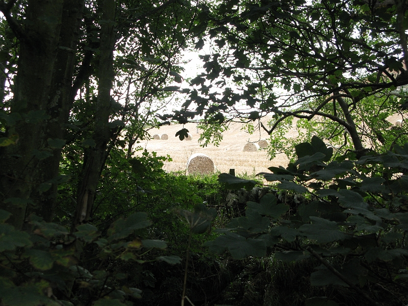IMG_0875.JPG - Nice views of farmland along the way.