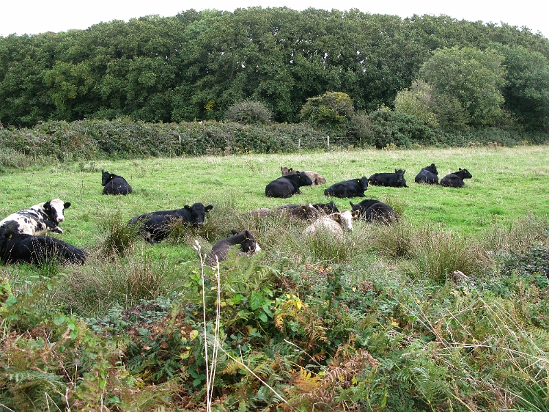 IMG_0883.JPG - Manx boeuf. That's a hard word to remember how to spell.