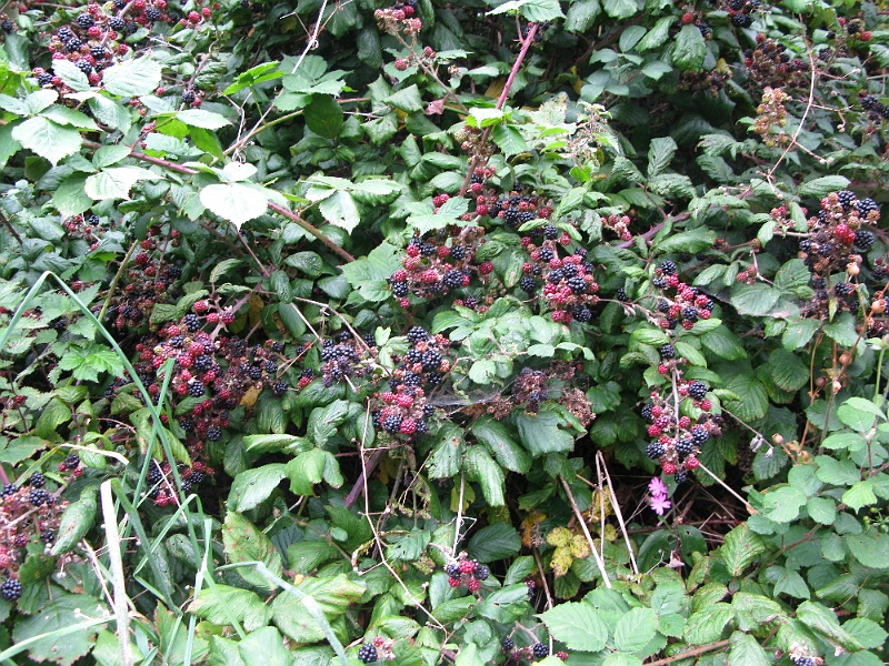 IMG_0886.JPG - Most of the people I encountered on the trail were after these.
