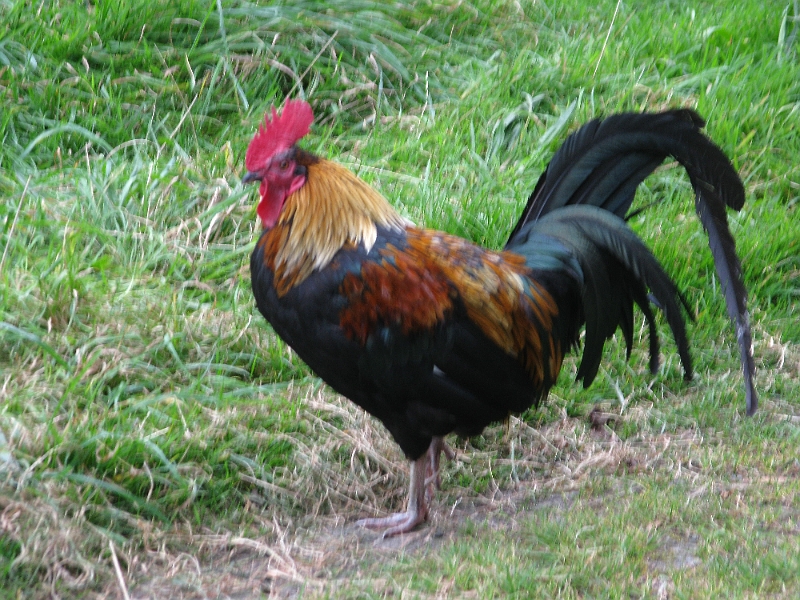 IMG_0890.JPG - Plenty of these guys about.