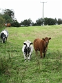 IMG_0910