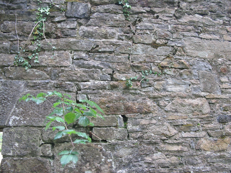 IMG_1037.JPG - Tree growing straight out of the stone wall.