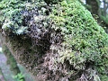 IMG_1033