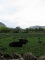 IMG_1070