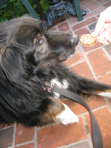 0645.jpg - If he didn't eat it I was going to. Service was kind of slow for the humans.