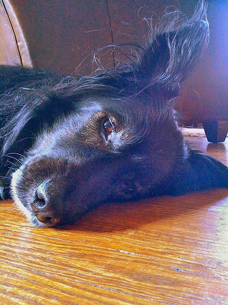 IMG_0111.jpg - Always love the ears up.