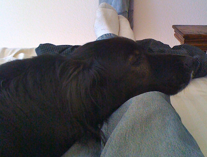 IMG_0123.jpg - Very rare when Schaefer decides to cozy up to you on his own terms.