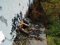 IMG_1264