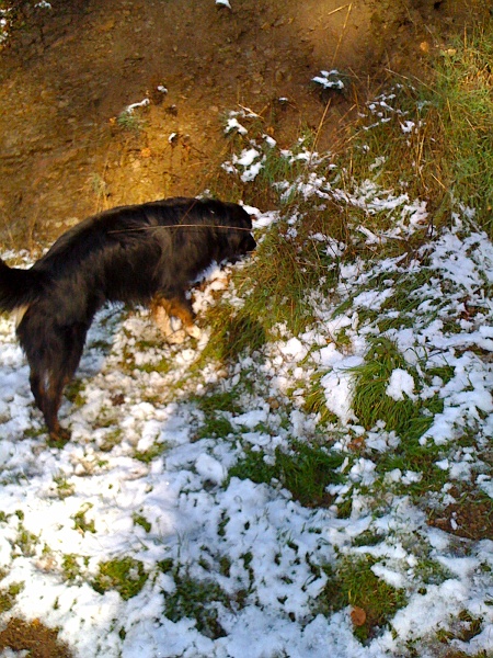 IMG_0152.jpg - Looking for a good spot to write his name in the snow.