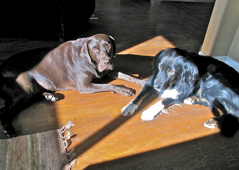 IMG_1314.jpg - A little shoving may have happened. Furry dogs slide very well on hardwood floors.