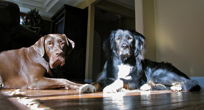 IMG_1318.jpg - Resting a tennis ball on top of the camera. Now we have everyone's attention.
