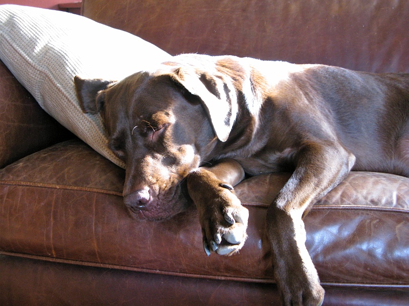 IMG_1332.jpg - Always makes a person feel good to see a comfy dog.