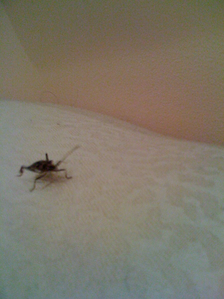 IMG_0176.JPG - Mr. Stinkbug is early for the party.