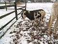 IMG_1413