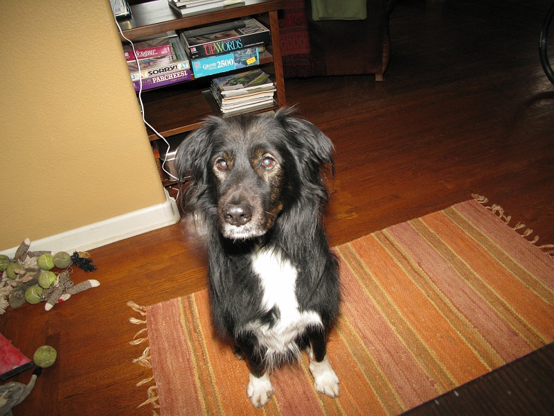 IMG_1539.JPG - Engaging good-dog mode.