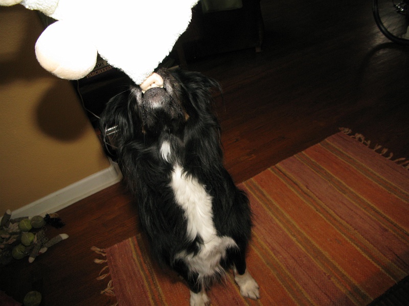 IMG_1540.JPG - He could tell just by looking at it that it was a chewable object.