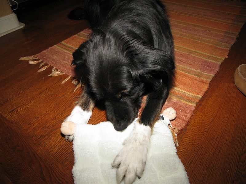 IMG_1543.JPG - There's not really any stuffing in it, so once he compromises the panel there's not much pickup to do.
