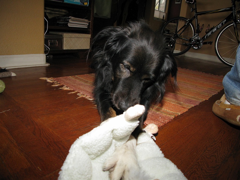 IMG_1544.JPG - He's still looking for the weak spot.
