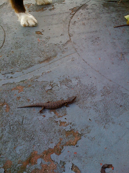 IMG_0193.jpg - Cold blooded critter on a cold wet day. Exposed! He was so still Schaefer walked right over him.