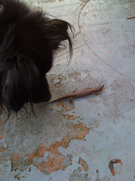 IMG_0194.jpg - Reptiles have a smell that he thinks is bad medicine.