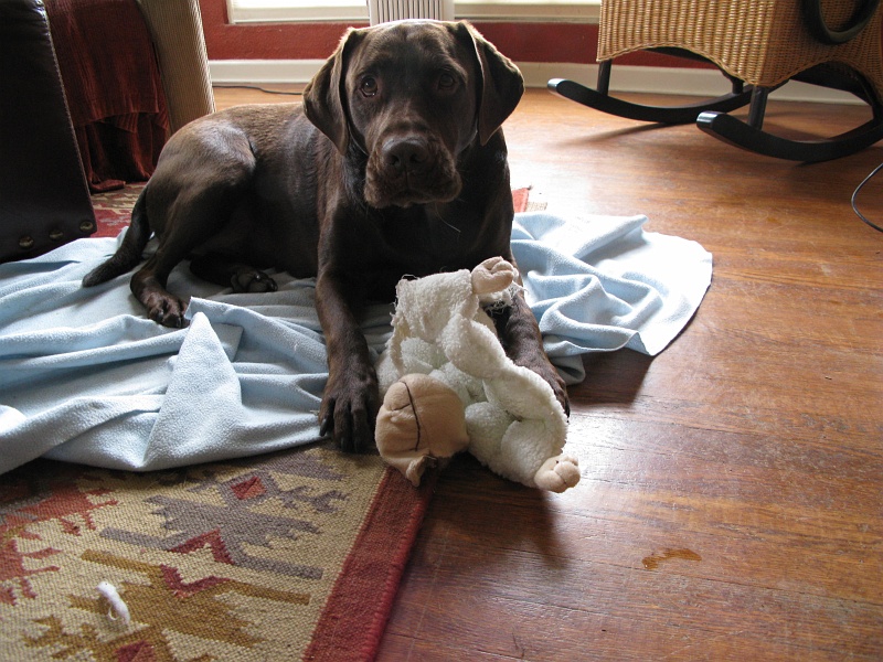 IMG_1584.JPG - Schaefer tears the stuffing out. Jack just likes to make as many squeakers squeak as possible.