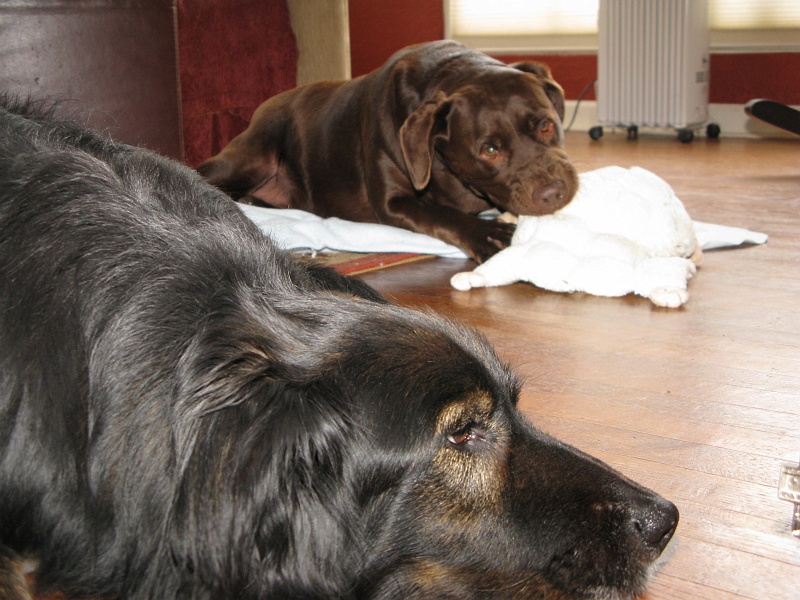 IMG_1601.JPG - Finally gives up and decides to ignore the storm of squeaky sounds.