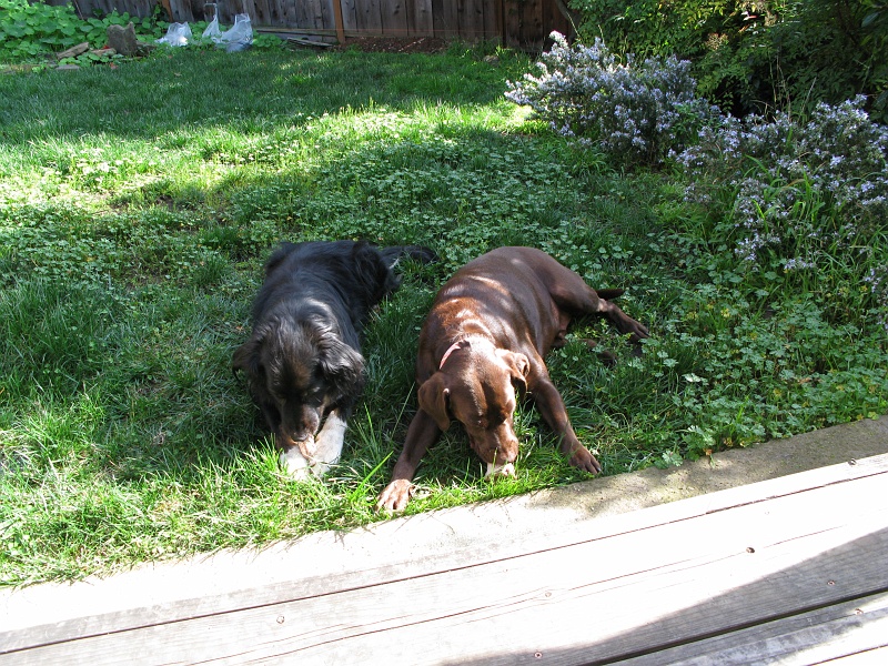 IMG_1736.JPG - No possessiveness at all. Nice trusting buddies. They switched bones twice during the whole process.