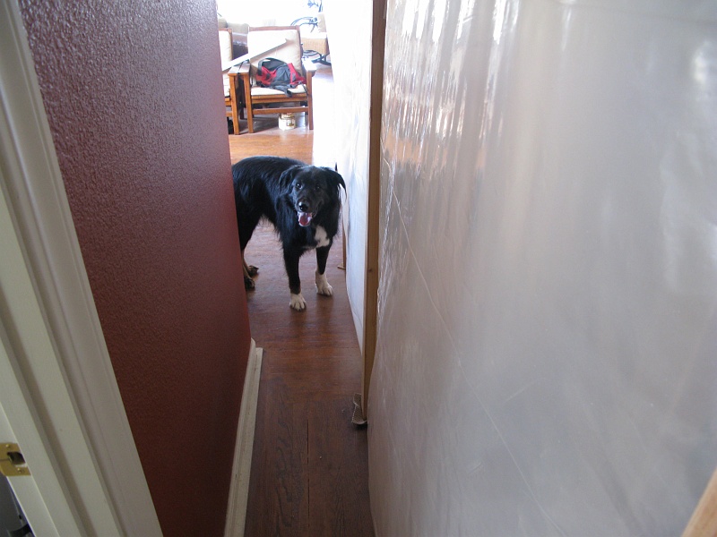IMG_1797.JPG - Confused dog is confused.