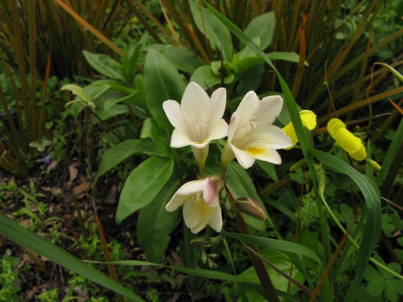 IMG_1881.JPG - First freesias of the year. Should be a good crop with all this rain.