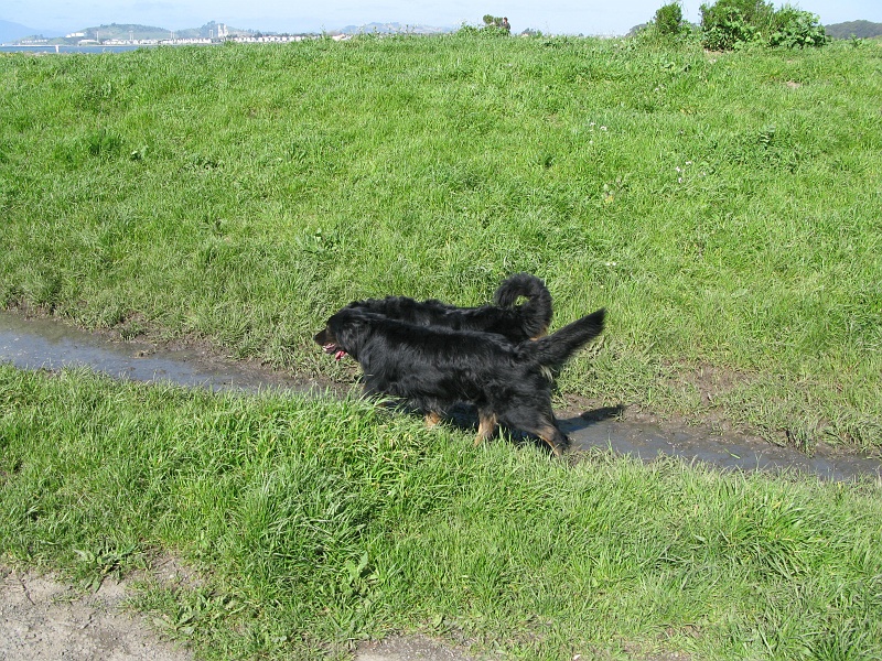 IMG_1915.JPG - Schaefer sure has Bernese coloring.