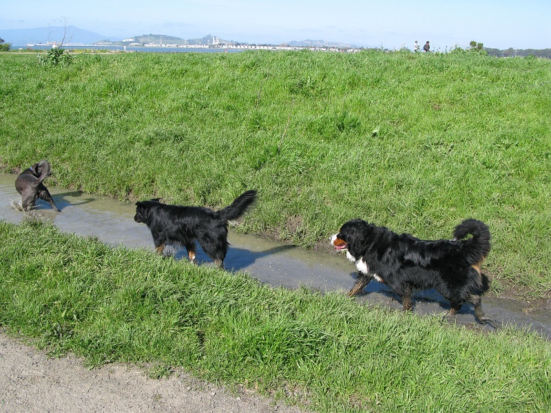 IMG_1916.JPG - But a real Bernese is way out of his weight class. 2x or more.