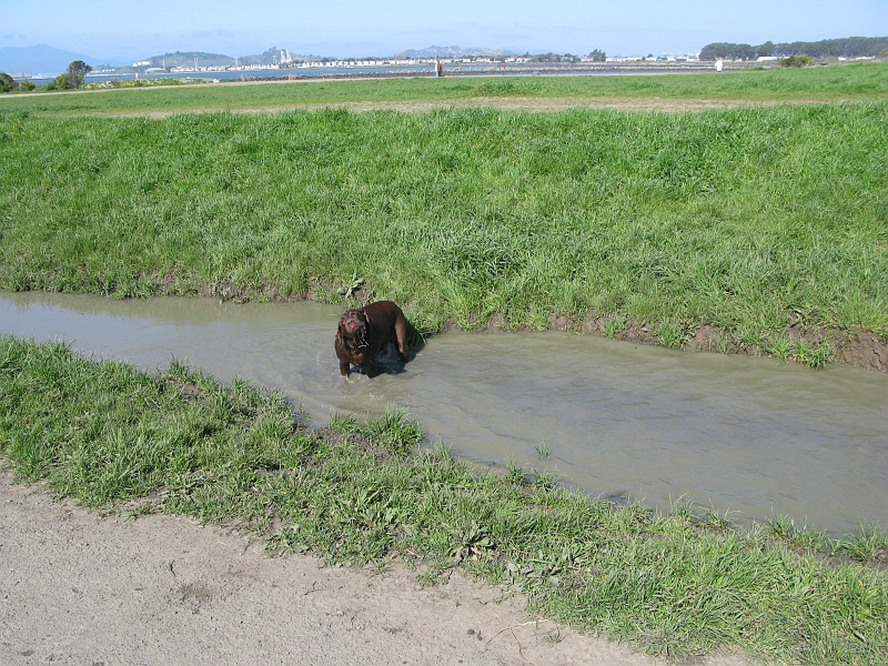 IMG_1918.JPG - Shaking the water off of you while you are still knee deep in it. OK.