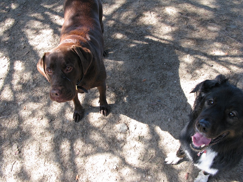 IMG_1921.JPG - The dappled gang.