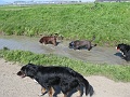 IMG_1917