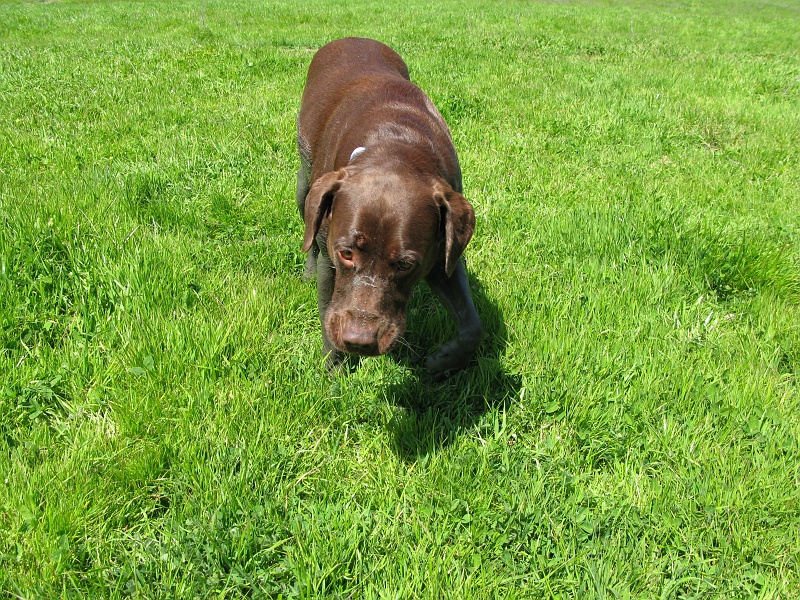 IMG_2055.JPG - At this point it was just mud he'd gotten into.
