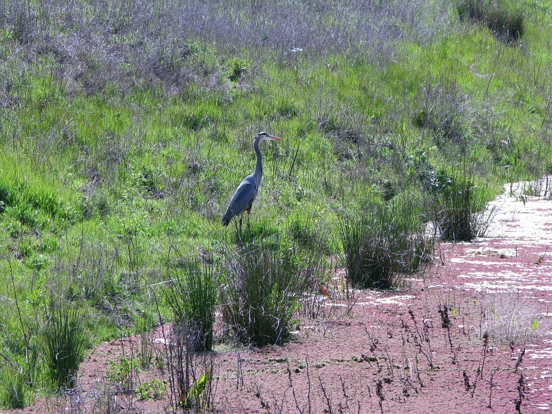 IMG_2062.JPG - Blue Heron, that.